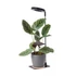 LED növénynevelő lámpa LED VERDI V2 5W 1300K Kobi Design fekete KOBI-004017